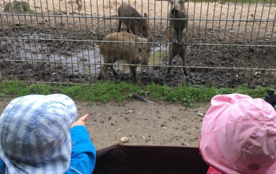 HochFeldmäuse meets Schweinchen